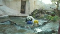 Baño refrescante para los osos del zoo de Moscú