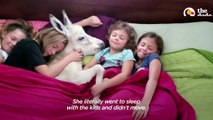 Sisters Have A Sleepover With... Their Tiny Baby Donkey_! _ The Dodo Little But Fierce # ANIMAL LOVERS