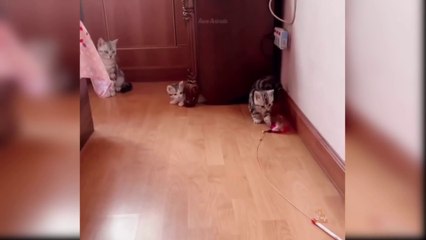 Cat Reaction to Toy |  Funny Cat Toy Reaction| Compilation