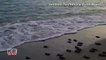 100 Newly Hatched Endangered Turtles Guided Into Sea