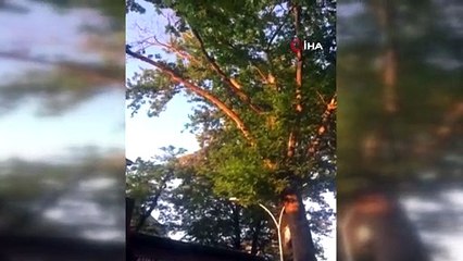 Bursa'da faciadan dönüldü! Asırlık çınarın dalı devrildi
