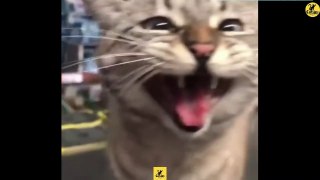Cats | Funny & Cute Cats | Cats PRO | Cats Video compilation 09