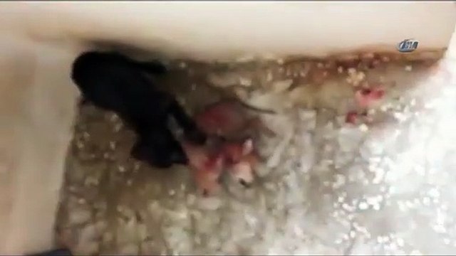 Hayvan barınağında vahşet!