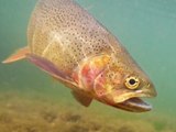 High unter Wasser: Fische können durch Abwasser drogensüchtig werden