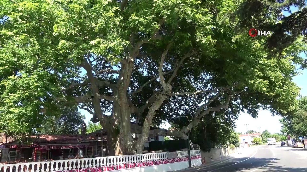 İki imparatorluk battı, o çınar ağacı hala dimdik ayakta