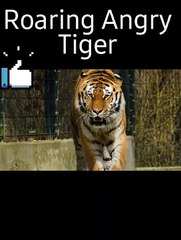Roaring Angry Tiger