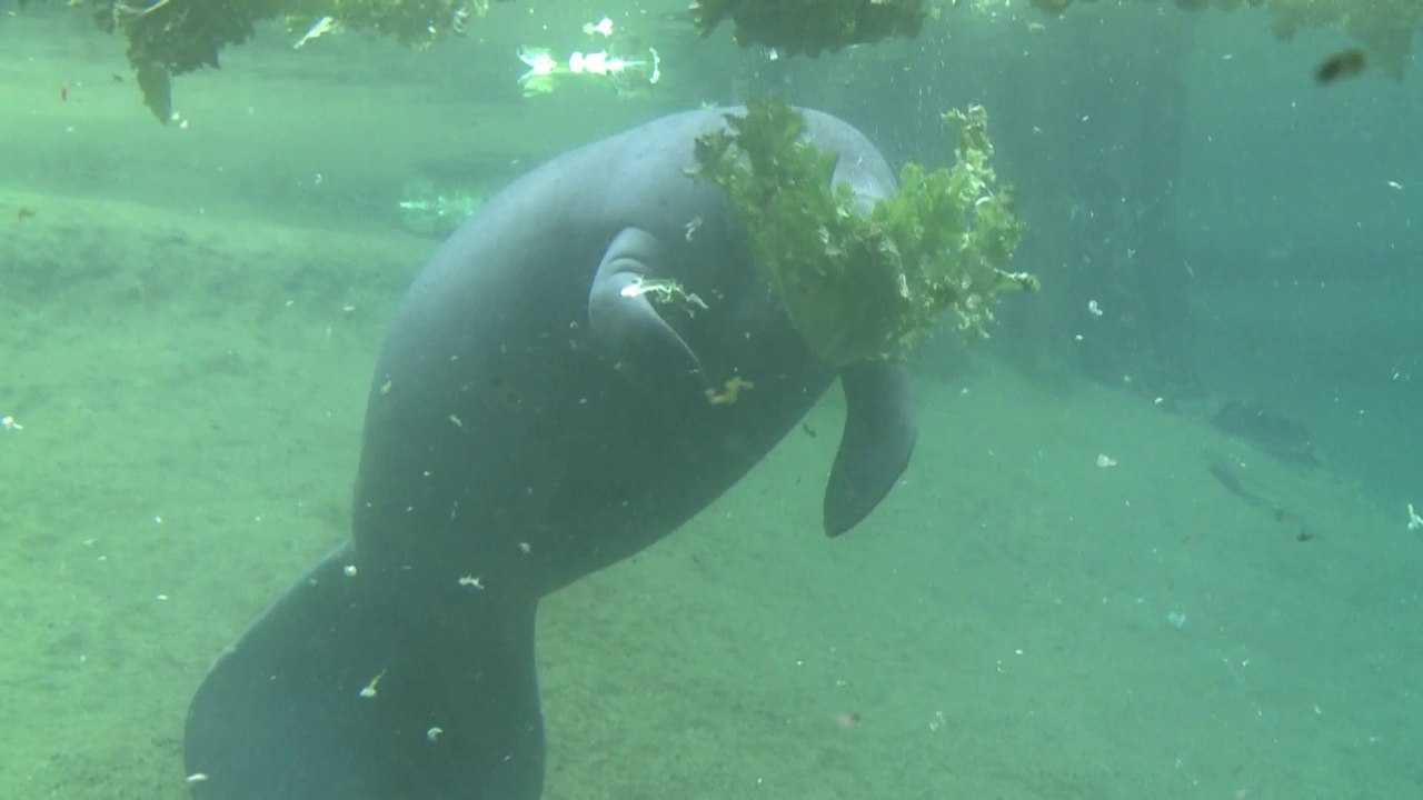 Floride : faute de nourriture, 841 lamantins retrouvés morts en l'espace de 6 mois