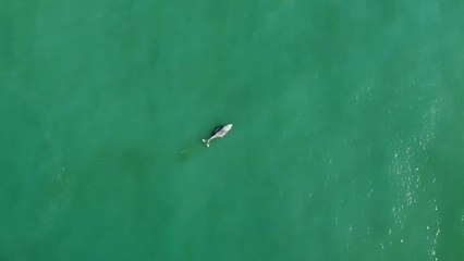 Download Video: Encuentran una ballena muerta en las playas de Brasil