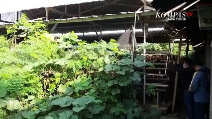 Mencemari Lingkungan, Peternakan Ayam Disegel