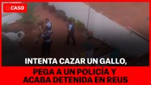 Intenta cazar un gallo, pega a un policía y acaba detenida en Reus
