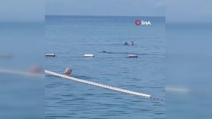 "Dünyadaki 600-700 fok sayısının dörtte üçü Yunanistan ile Türkiye kıyılarında yaşıyor"