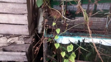 beburu telor ayam yang sembarangan tempat nelornya