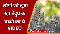 West Bengal: Darjeeling Zoo में मस्ती करते Leopard Cubs का Cute वीडियो वायरल | वनइंडिया हिंदी