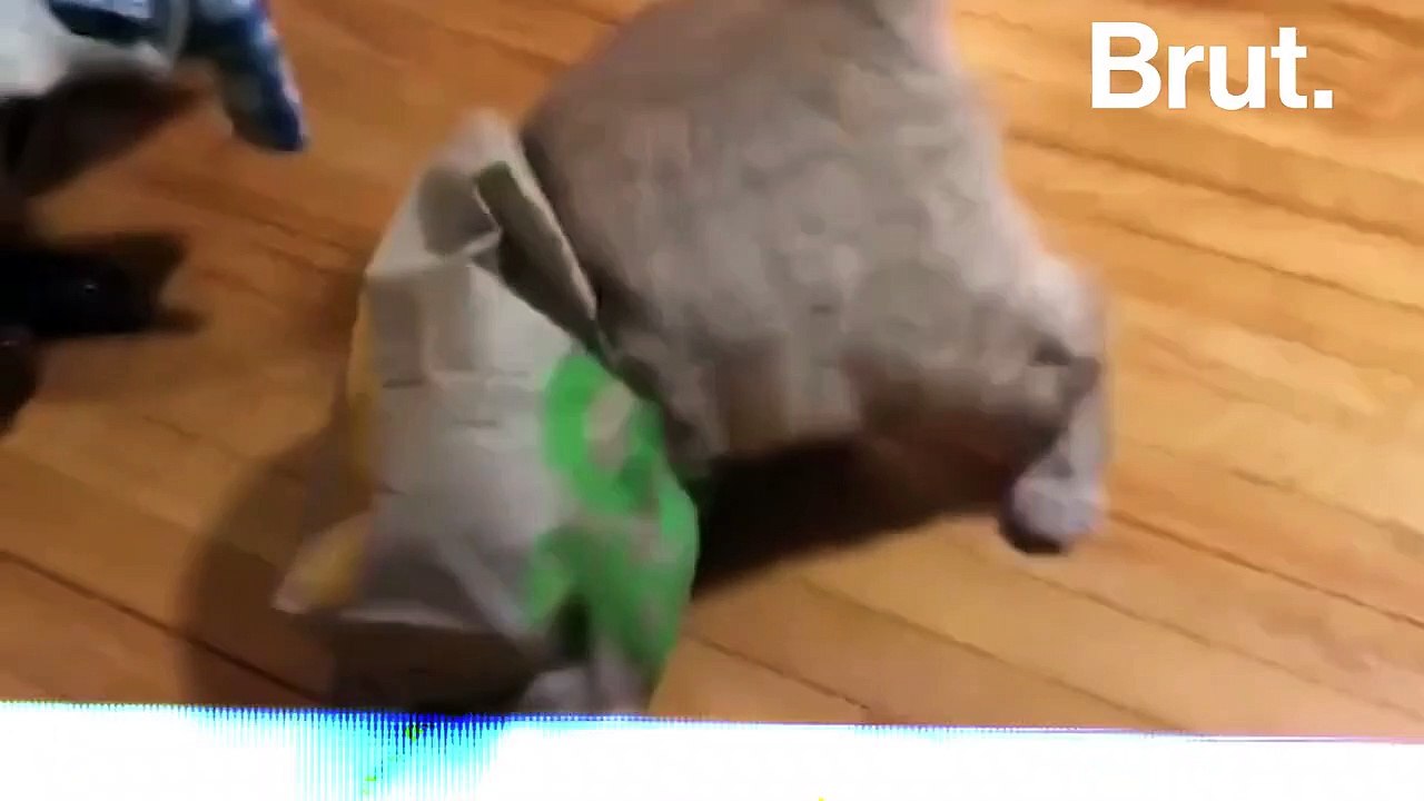 "Les chats gros, c'est les chats mignons" : elle alerte sur l'obésité des chats