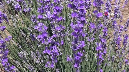 Yetişmez dediler, o kulak asmadı şimdi hasada gün sayıyor