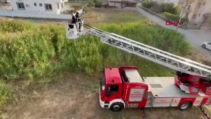 ANNE KÖPEĞİN TERK ETTİĞİ 7 YAVRU KURTARILDI