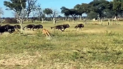 Giraffe Kick In Face Rhino Classic Battle Of Rhino Rhino Vs Giraffe, Buffalo, Hippo, Elephant