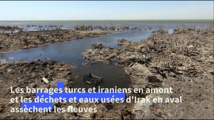 En Irak, la sécheresse tue cultures et animaux, remplacés par des immeubles