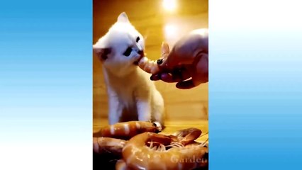 Cute Pets And Funny Animals Compilation