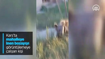 Kars'ta bozayı tarafından kovalanan kişi düşerek yaralandı