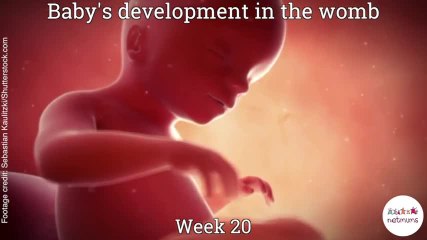 Baby in the womb 2nd Trimester 13-27 weeks