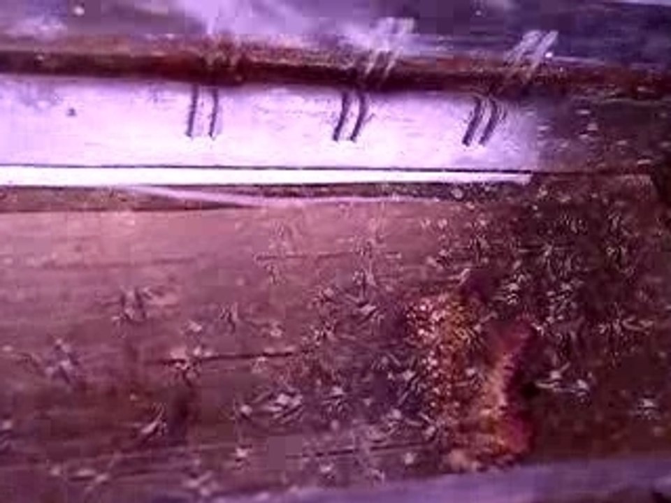 Portée de Pterapogons kauderni en couveuse
