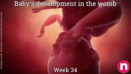 Baby in the womb 3rd Trimester 28-40 weeks