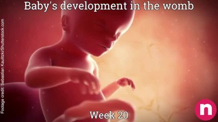Baby in the womb 2nd Trimester 13-14 weeks