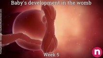 Baby in the womb 1st Trimester 0-12 weeks