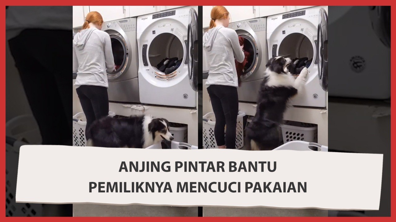 Viral Video Anjing Pintar Bantu Pemiliknya Menc...