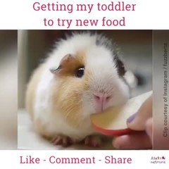 Getting my toddler to try new food