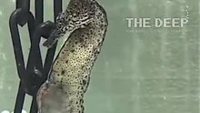 Watch how seahorses give birth