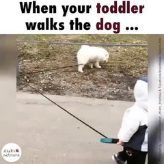 When your toddler walks the dog ...