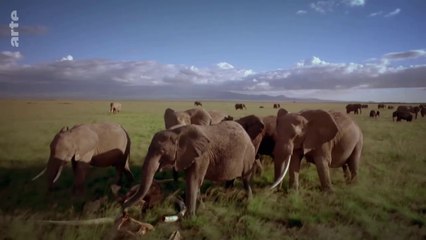 Animalement vôtre - La vie, l'amour et la mort