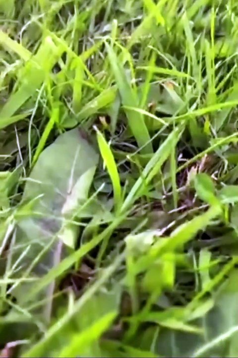 Woman caught abusing dog on video