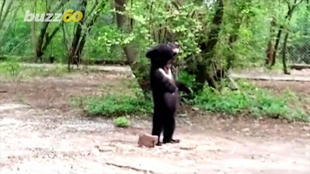 Orphaned Pakistani Bear Cub Rescued and Reared by Wildlife Group!