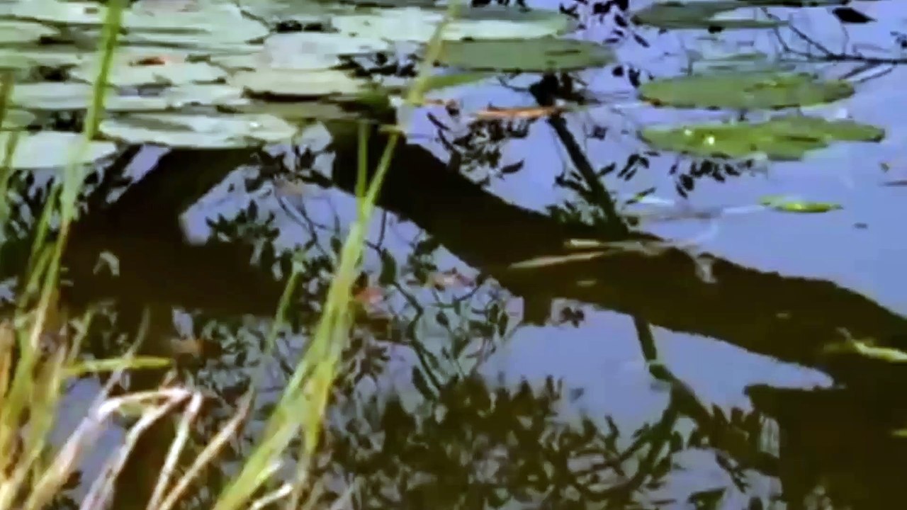 Monkeys on the Lookout  Clever Monkeys | Wild Animals