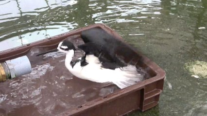 Blsck-necked Stilt bathing in the water & Glossy Ibis / 水浴びするクロエリセイタカシギとブロンズトキ