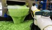 How one startup is turning harmful algae into plastic shoe parts