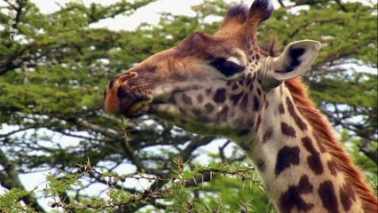 Tanzanie vie et mort autour d'un point d'eau (3/3)
