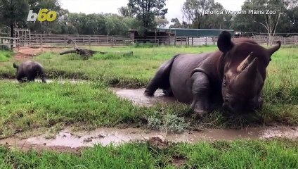 Check Out This Adorable Video of a Black Rhino Calf & Mom Playing in the Mud!