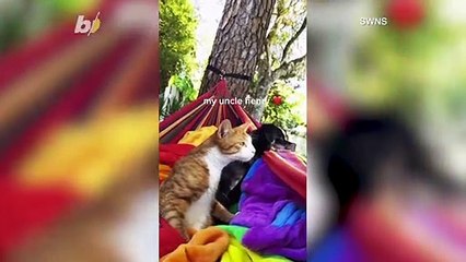 Watch This Cute Cat Swinging Away in a Hammock Without a Care in the World