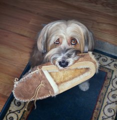 Reasons Why Dogs Are So Loyal