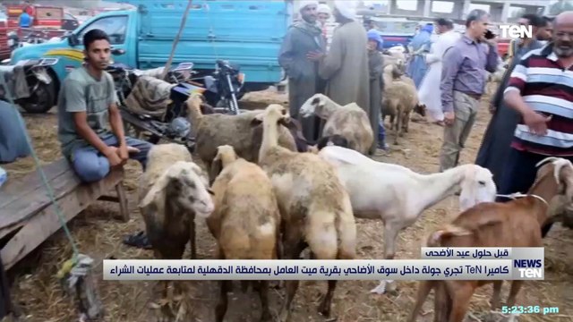 كاميرا TeN تجري جولة داخل سوق الأضاحي بقرية ميت العامل بمحافظة الدقهلية لمتابعة عمليات الشراء