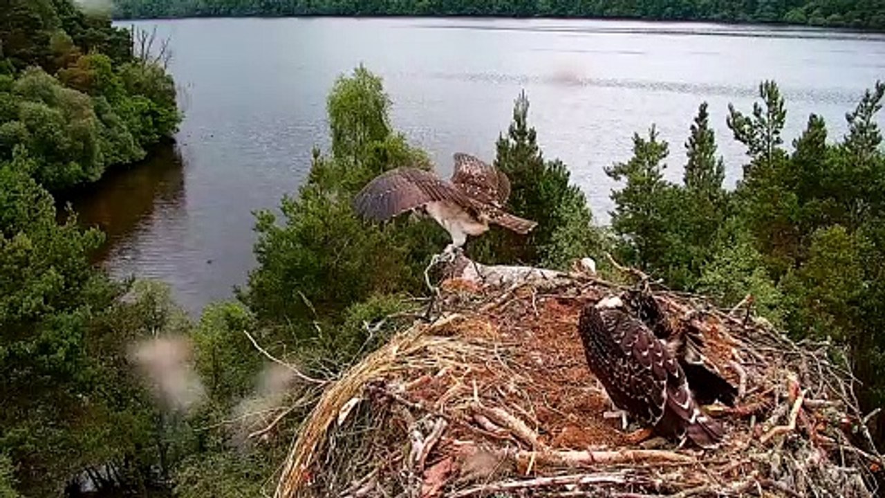 Osprey LR1 fledges 2021 - an osprey chick takin...