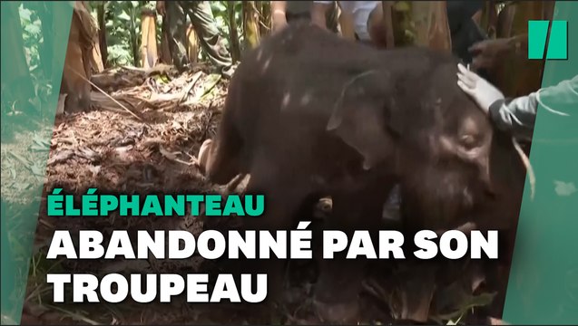 Le sauvetage d’un éléphanteau blessé du troupeau migrateur chinois