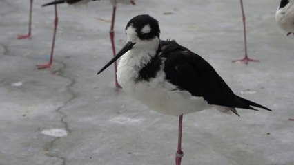Black-necked Stilt / クロエリセイタカシギ　掛川花鳥園
