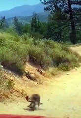 Fox vs snake #shorts #animalworld #discoveranimal #wildlife