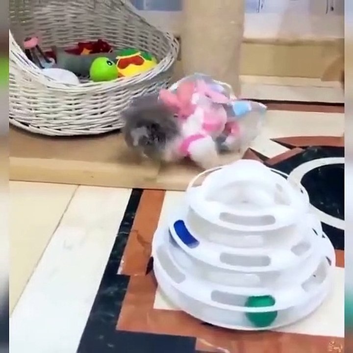 Lucunya Kucingnya
