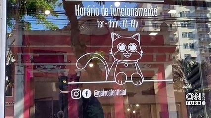Kedi konseptli kafe ilgi çekiyor